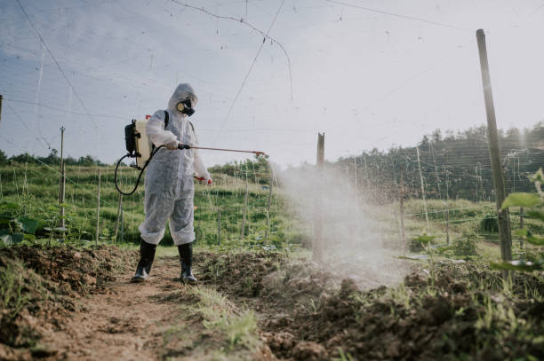 Best Ant Control Services  in Cottonwood, AZ