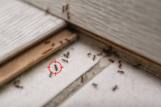 Best Affordable Pest Control Services  in Cottonwood, AZ